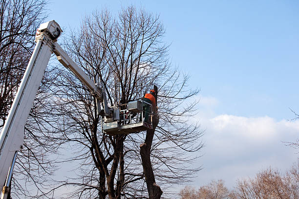 Best Tree Planting  in USA